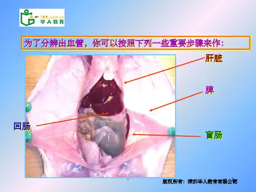 小鼠消化系统的解剖 ppt