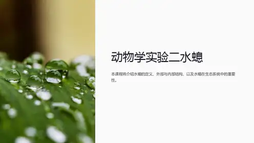 《动物学实验二水螅》课件