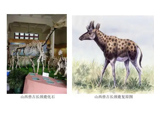 苏教版生物八年级上册生物进化的学说 课件共21张