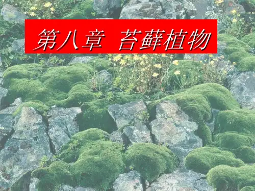 第8章  苔藓植物