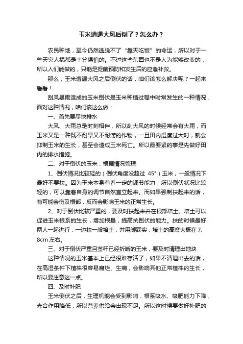 玉米遭遇大风后倒了？怎么办？