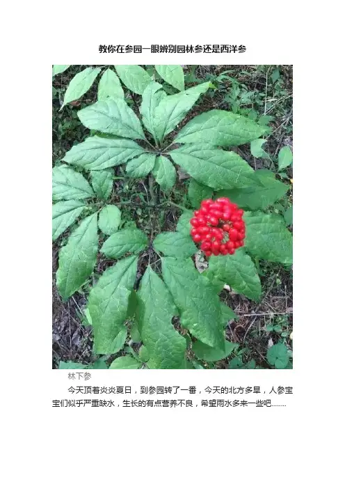 教你在参园一眼辨别园林参还是西洋参