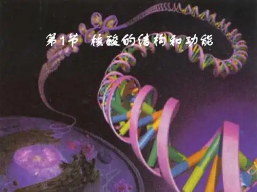 核酸结构和功能