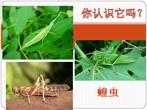 观察和解剖一种常见无脊椎动物(实验)