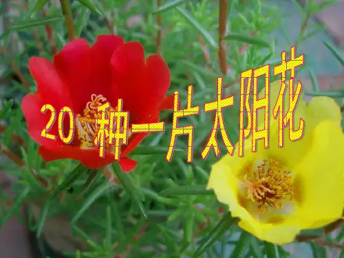 (赛课课件)鄂教版六年级上册语文《种一片太阳花》 (共27张PPT)