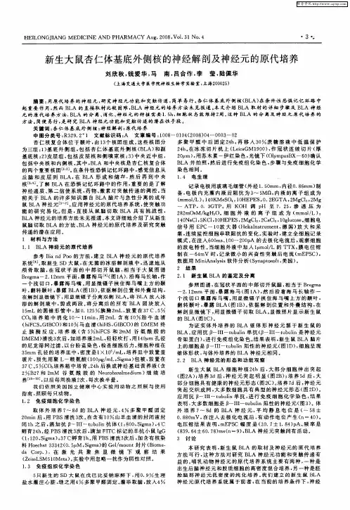 新生大鼠杏仁体基底外侧核的神经解剖及神经元的原代培养