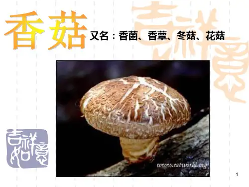 香菇PPT课件