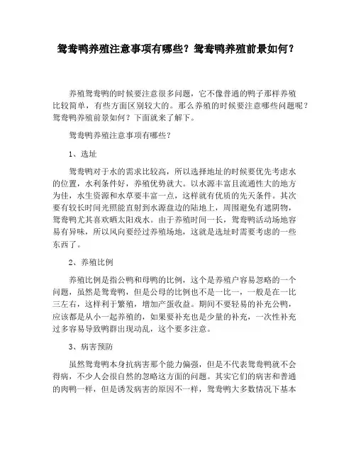 鸳鸯鸭养殖注意事项有哪些？鸳鸯鸭养殖前景如何？