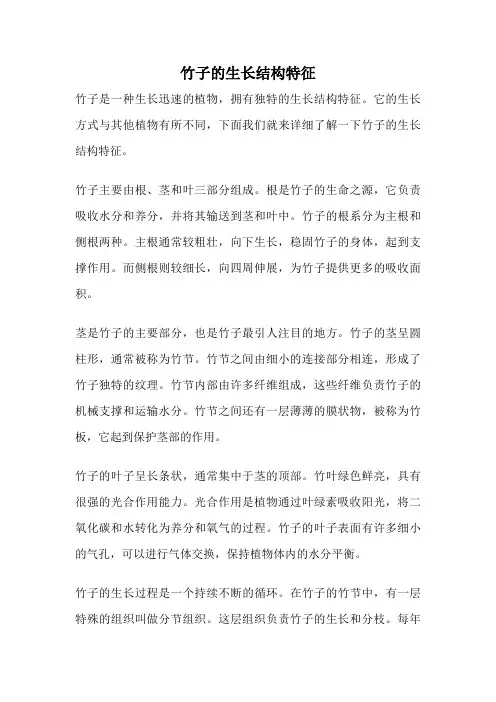 竹子的生长结构特征
