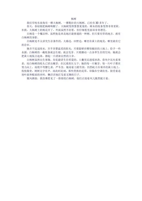 三年级作文杨树300字
