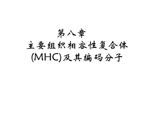 医学免疫学：8 主要组织相容性复合体(MHC)及其编码分子