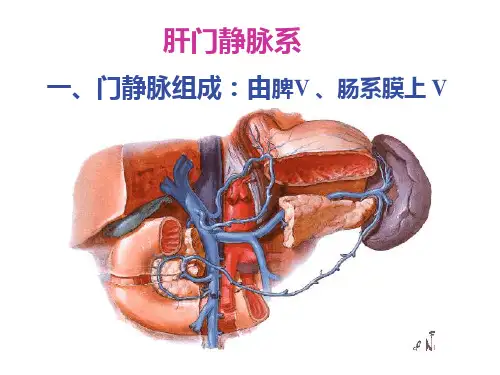 肝门静脉系