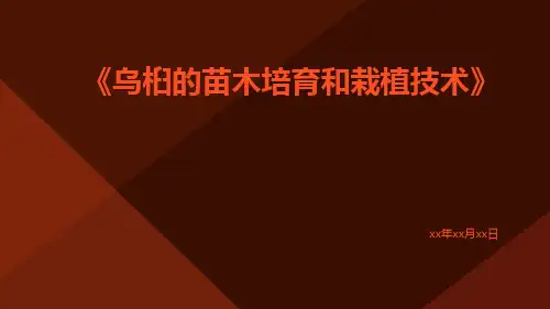 乌桕的苗木培育和栽植技术