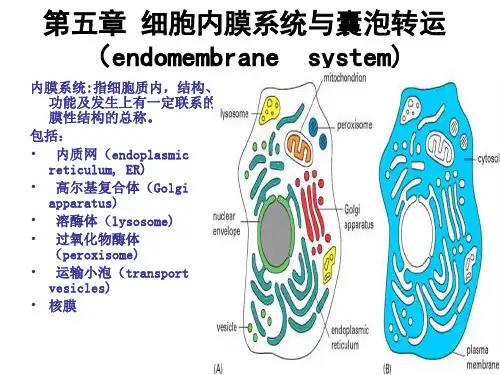 医学细胞生物学：第五章 细胞内膜系统与囊泡转运