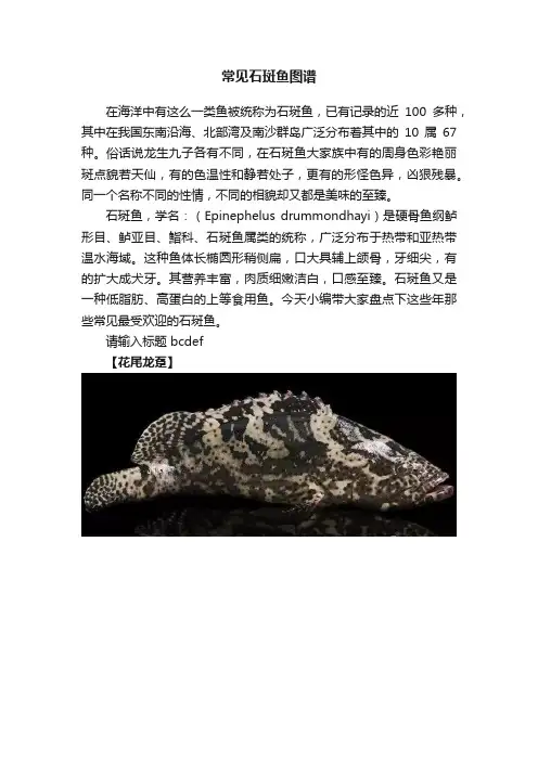 常见石斑鱼图谱