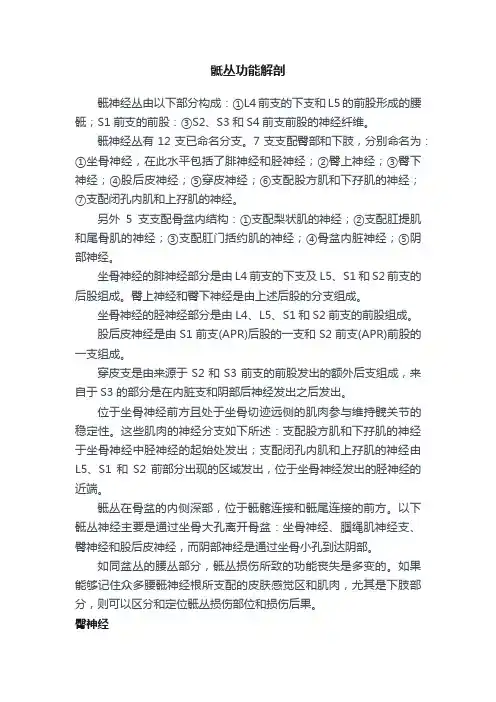 骶丛功能解剖