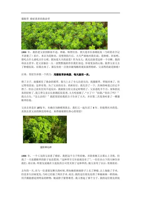 猫眼草 癌症患者的救命草