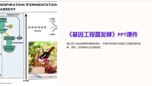 《基因工程菌发酵》课件