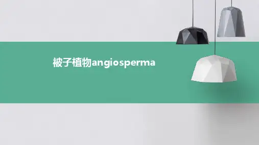 被子植物Angiosperma