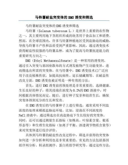 马铃薯耐盐突变体的EMS诱变和筛选