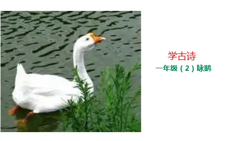 《咏鹅》课件人教部编版
