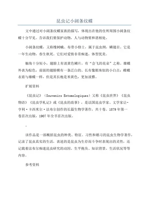 昆虫记小阔条纹蝶