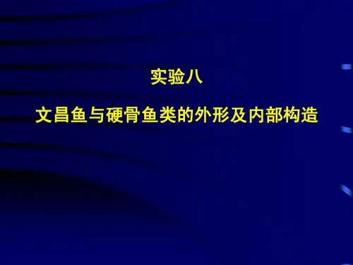 实验八 鱼类解剖及脊索动物