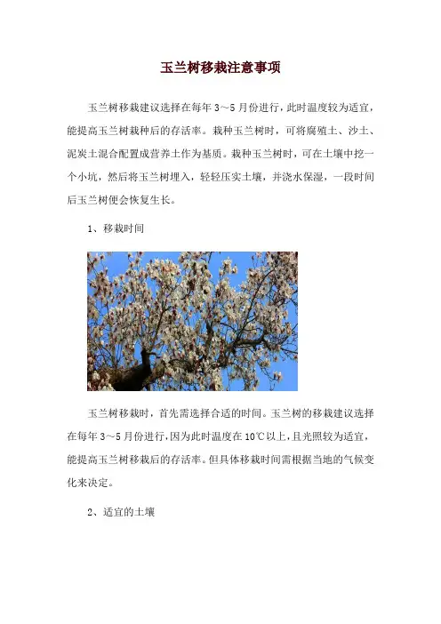 玉兰树移栽注意事项