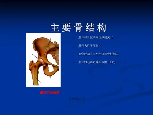 髋部解剖及关节置换手术入路.pptx