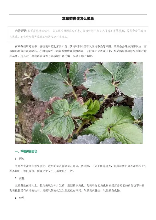 草莓药害该怎么挽救
