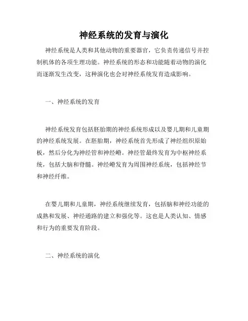 神经系统的发育与演化