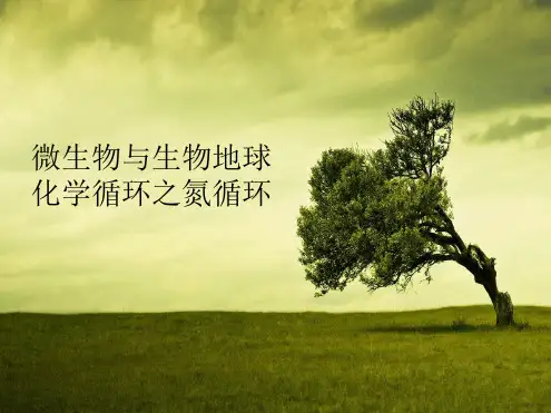 第五章微生物与生物地球化学循环之氮循环资料