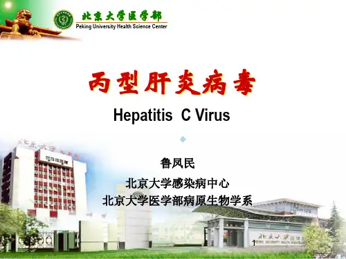 丙型肝炎病毒ppt课件