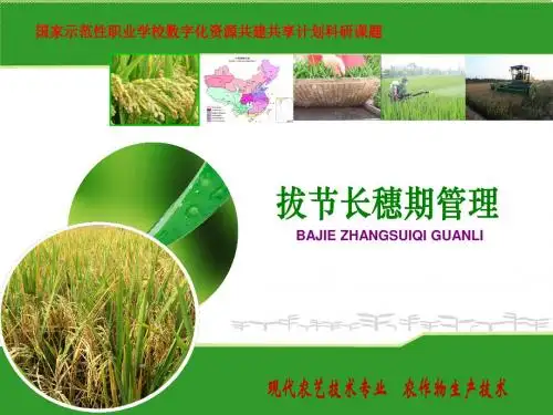 一方面是以分蘖、茎秆伸长为中心的营养生长