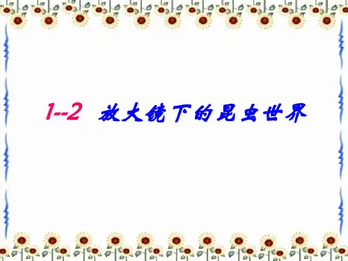 六年级下册科学课件1.2放大镜下的昆虫世界_教科版 (共37张PPT)