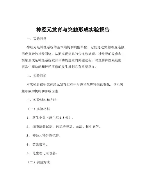 神经元发育与突触形成实验报告