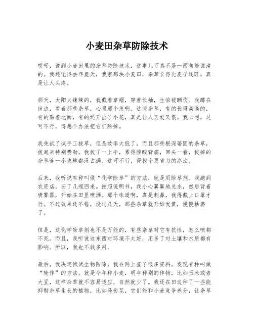 小麦田杂草防除技术