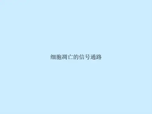 细胞凋亡的信号通路