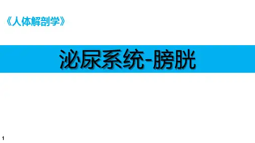 人体解剖学课件：泌尿系统 - 膀胱