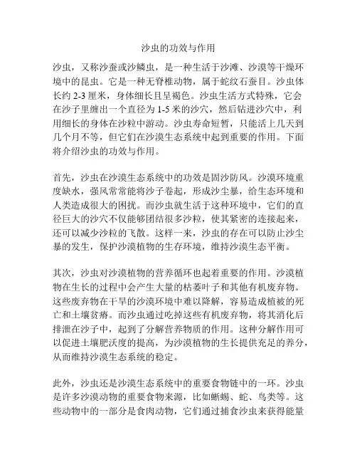 沙虫的功效与作用