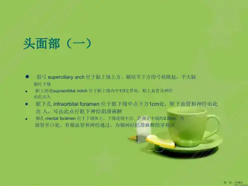 人体解剖体表标志
