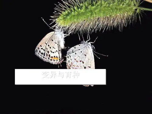 变异与育种PPT课件全解1 人教课标版