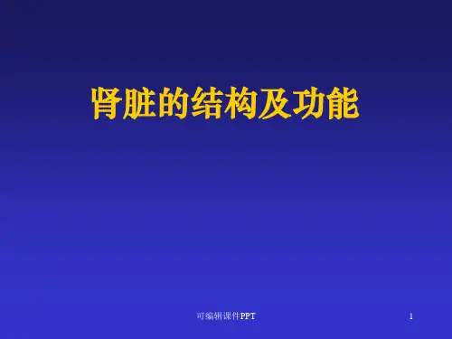 肾脏的结构及功能ppt课件