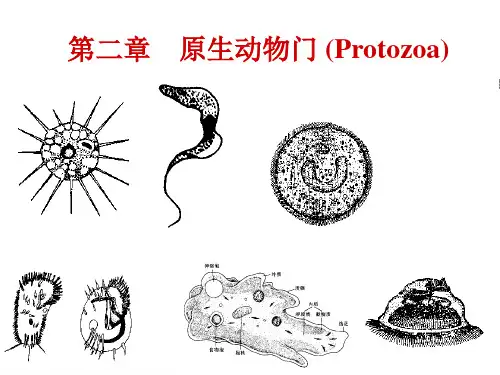 第二章原生动物