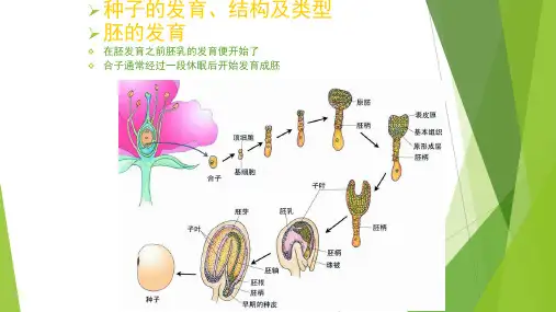 种子和果实一