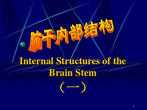脑干内部结构解剖学教学PPT课件
