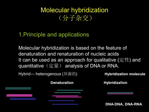 Molecular hybridization 分子杂交