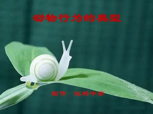动物行为的类型PPT课件 冀教版