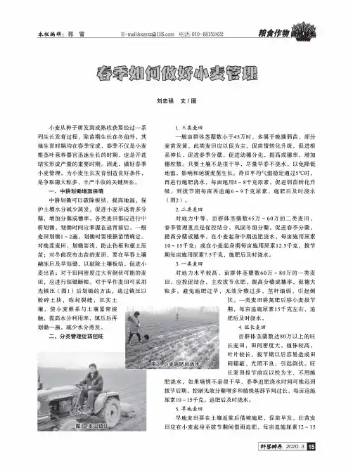 春季如何做好小麦管理
