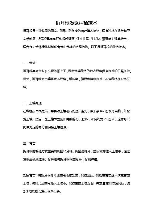 折耳根怎么种植技术